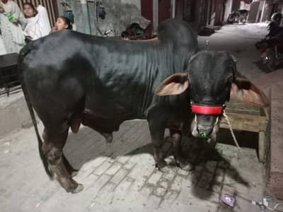 2026 ke qurbani ka laya bachara