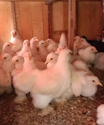 fancy chicks for sale