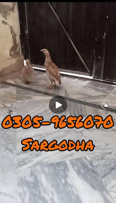 silver teetar for sale