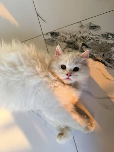  Adorable Kitten Looking for Loving Home