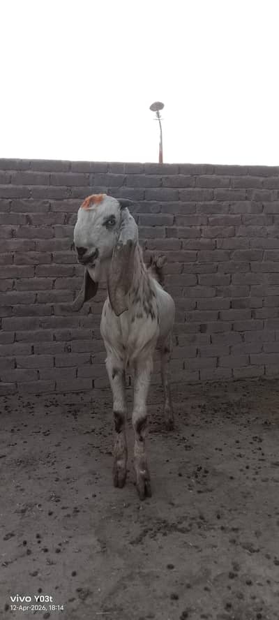 High quality Goat for sale