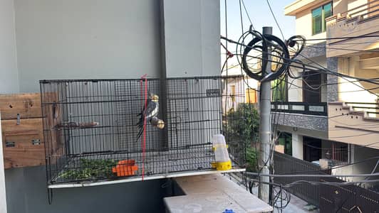 Healthy Grey Cockatiel (Singing + Active) with cage