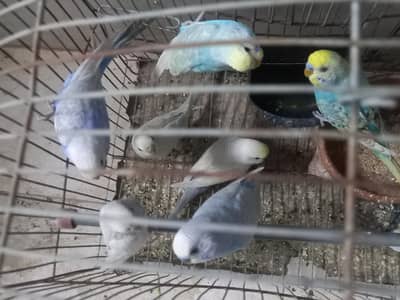 Budgies Breader,  Rainbow & Pathay