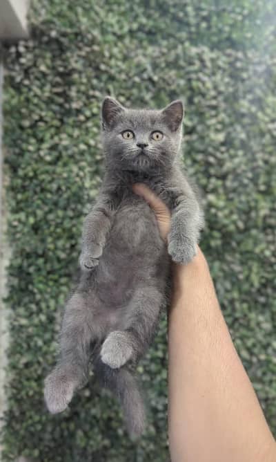 BSH BOY KITTEN AVAILABLE