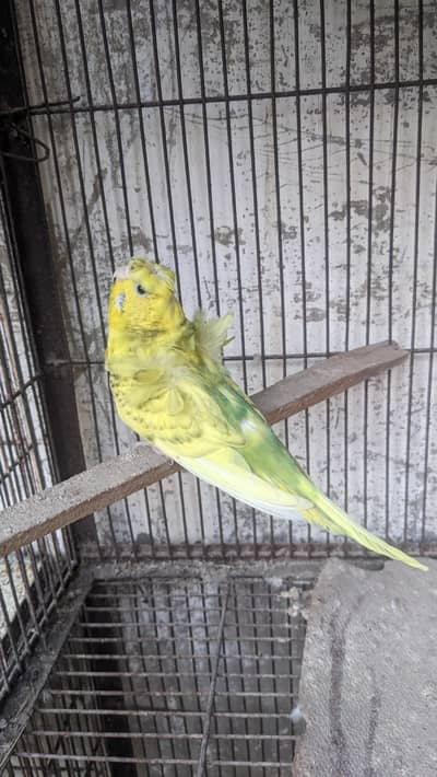 Eno chicks albino creamino hongorom