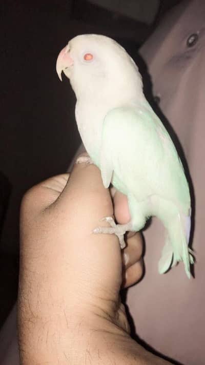 fully hand tame Albino red eye female