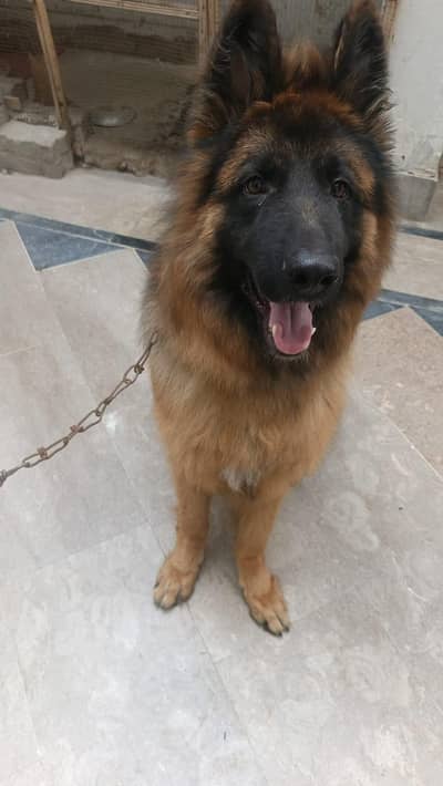 pregnant German  female for sale long Cote female