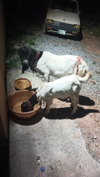 Goat and with baby boy