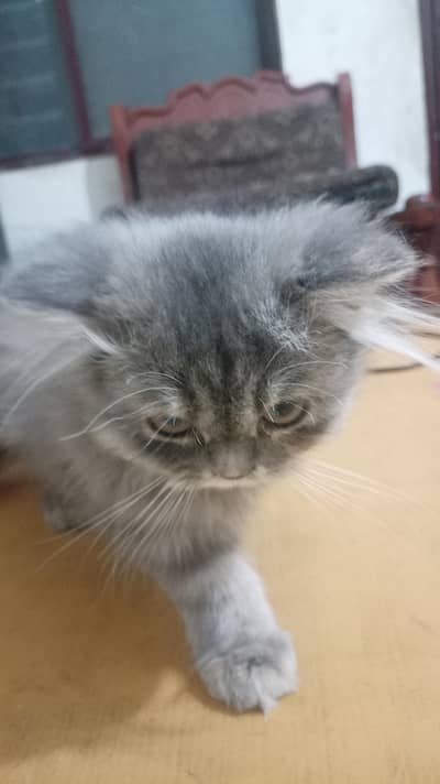 punch face gray color  triple cotted