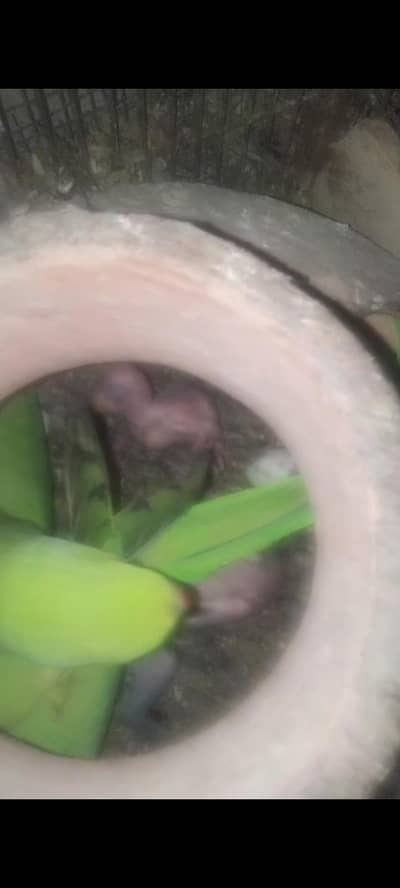 breading pair  03132598519