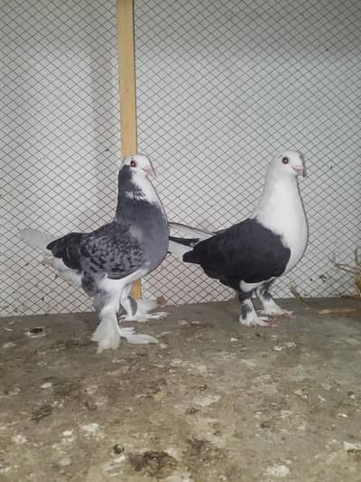 fancy breeder pair