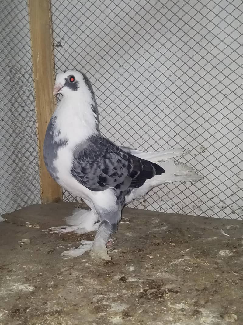 fancy breeder pair 1