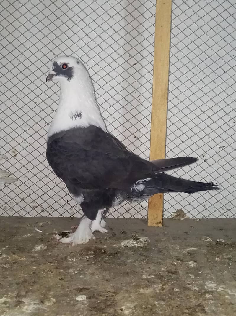 fancy breeder pair 2