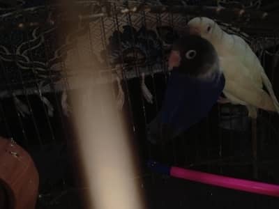 love bird pair with cage
