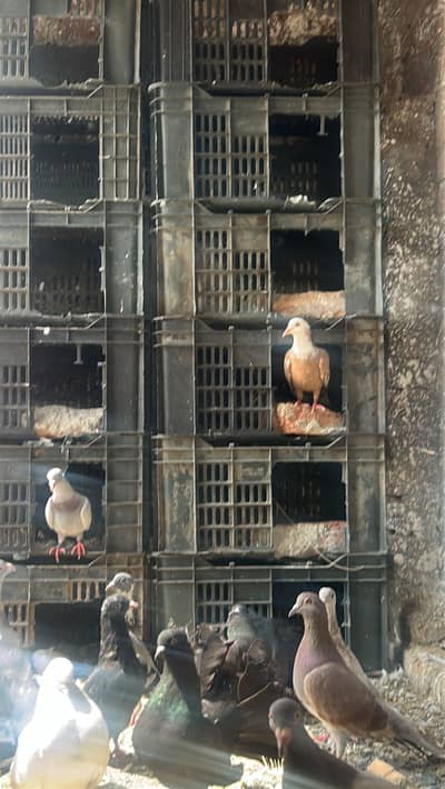 pigeon for sale latha gola