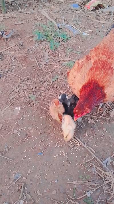 aseel birds for sale