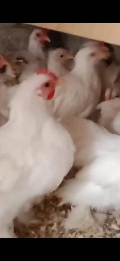 bntam check-in  3 female 1male for sale