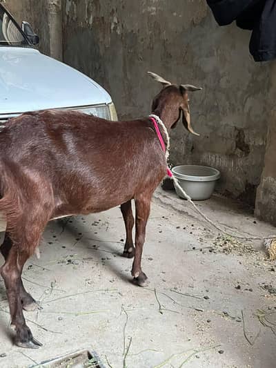 Goat with 1 month baby