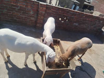 Chatry + Dumba for sale