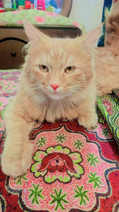 Persian cat for Male