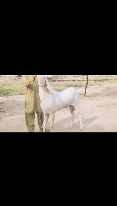 Rajan Puri Bakra for sale WhatsApp number 0304,5067,220