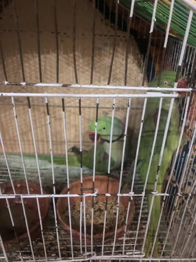 Talking parrot 0329/4366223 or WhatsApp 0329/4422740