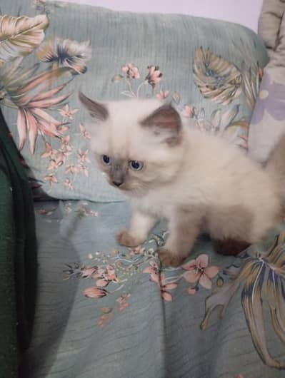 heathly Himalayan kitten pair for sale