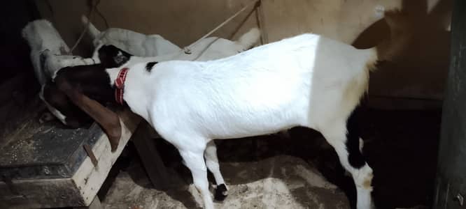 BAKRA