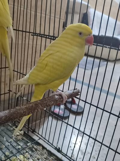 yellow ringneck for sale