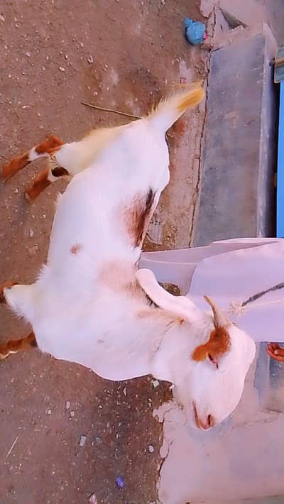 pure kamori nasal ka Bakra 2no