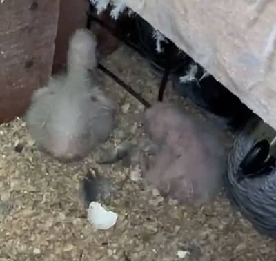 Grey parrot chicks