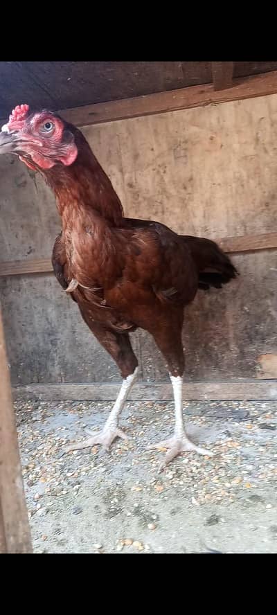 Pure Lakhi Sindhi Aseel Madi Kurak wali