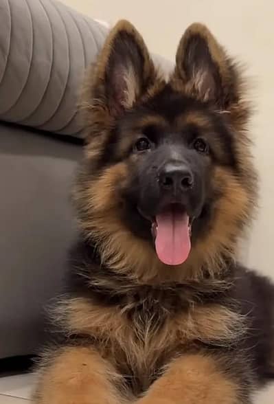 German Shepherd long coat puppy. 03444815864WhatsApp