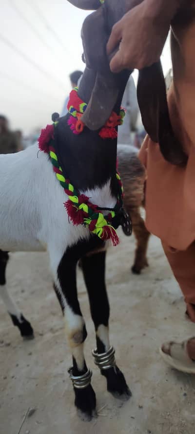 kamori male vip 2dant