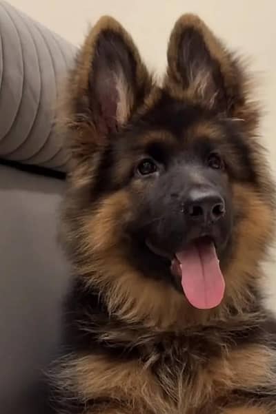 German Shepherd long coat puppy. 03444815864WhatsApp
