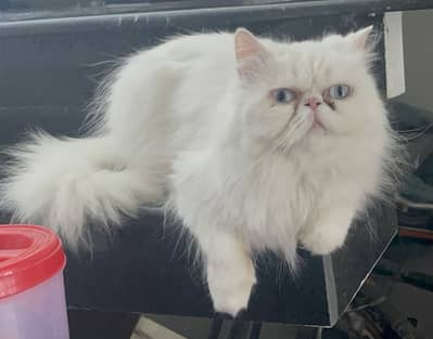 Peki Face Blue Eye Breeding Female