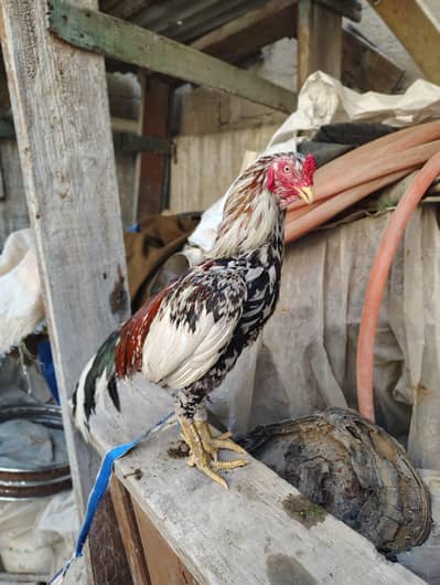 Mashallah 2 male  for sell