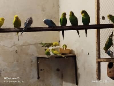 Budgie parrot pair