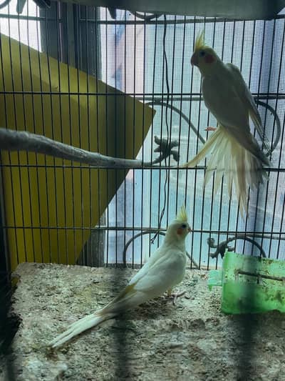 Cocktail 2 pair available nail tail fly ok