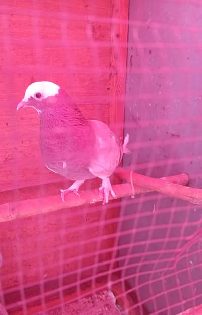 patti wale kabutar hai sare sale karne hai