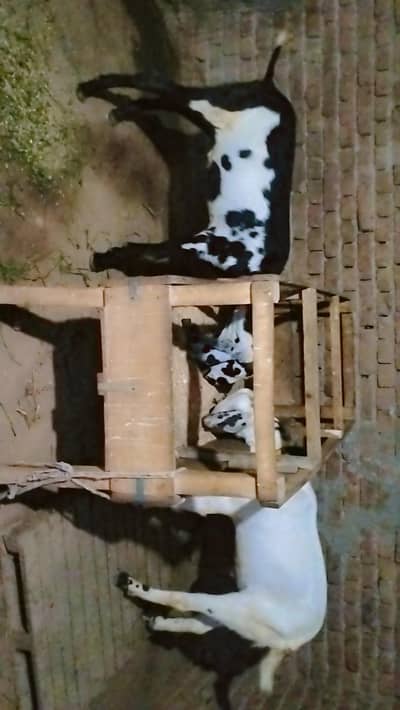 piuer dasi  khasi 2 bakray