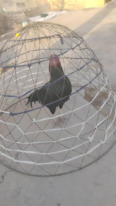 mushka aseel for sale