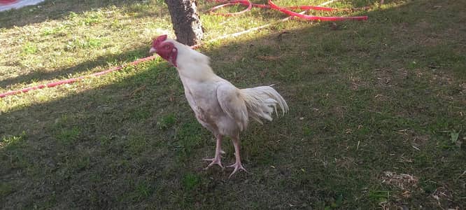 heera boska murgha for sale