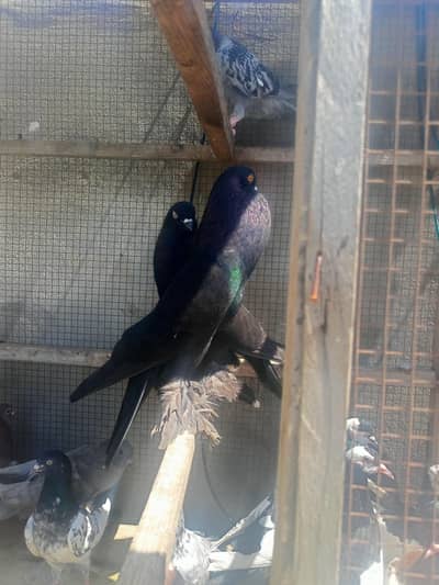 Red and Black Megpie Revse 2 kali phat a for sale