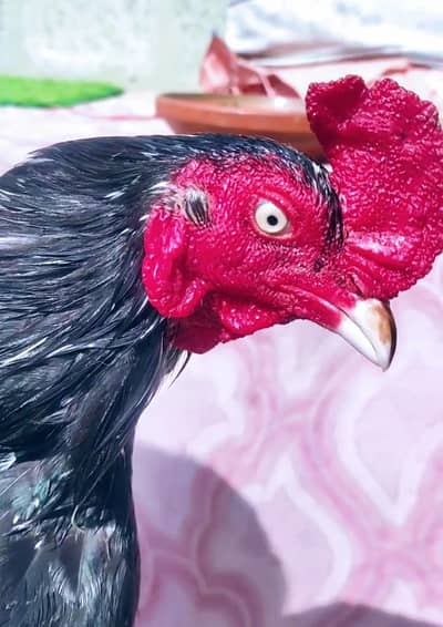 اعلیٰ کوالٹی ٹوپلا لسّانی چِٹپرا اصیل مرغ فروخت کے لیے