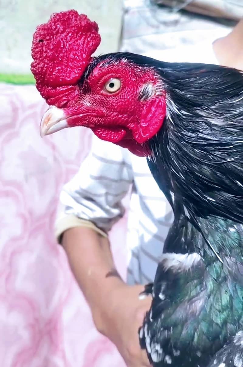 اعلیٰ کوالٹی ٹوپلا لسّانی چِٹپرا اصیل مرغ فروخت کے لیے 1