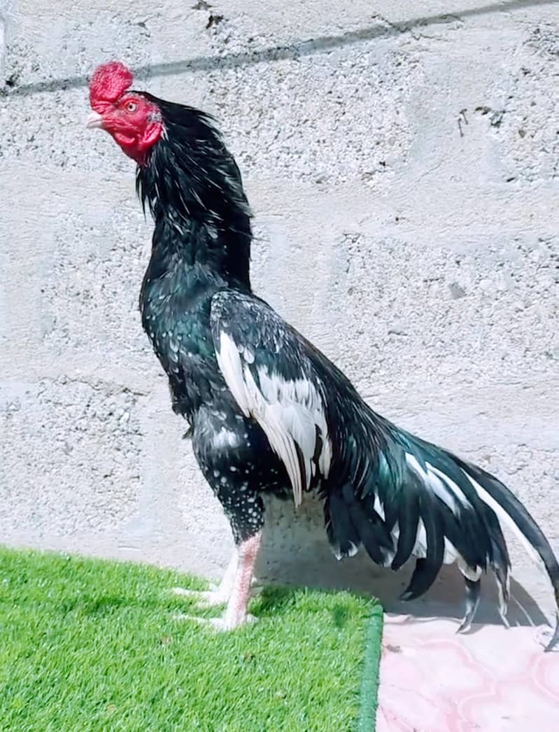 اعلیٰ کوالٹی ٹوپلا لسّانی چِٹپرا اصیل مرغ فروخت کے لیے 2