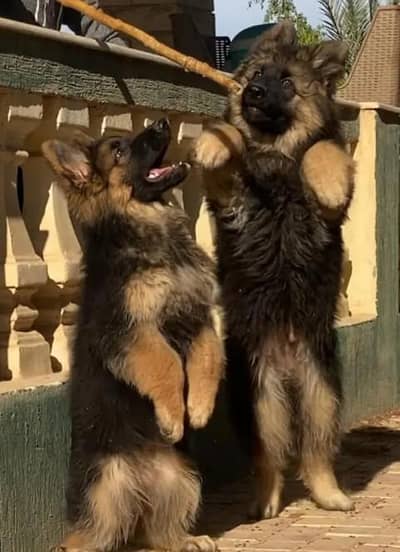 German Shepherd long coat puppy. 03444815864WhatsApp