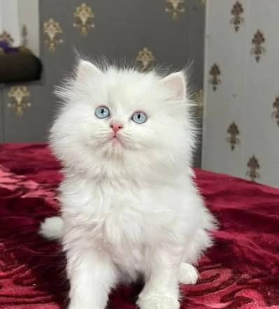 Persian Kitten Pure White Tripple Coated.