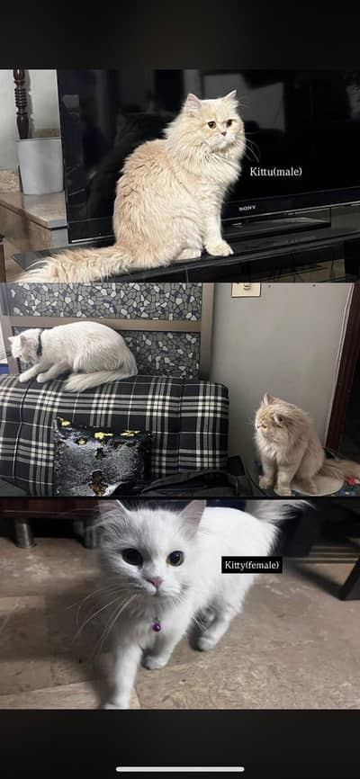 cats for adoption